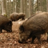 De grote Nederlandse zoogdierentest